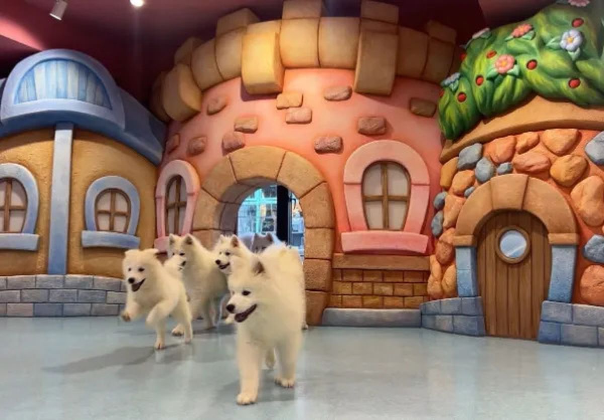 freckle seoul sinoon glowny samoyed フェケテ Samoyed Cafe in Seoul: A Must-Visit for Dog Lovers