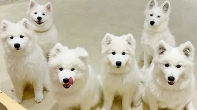 Samoyed Cafe moffu 하라주쿠 점 | Samoyed Cafe moffu Harajyuku
