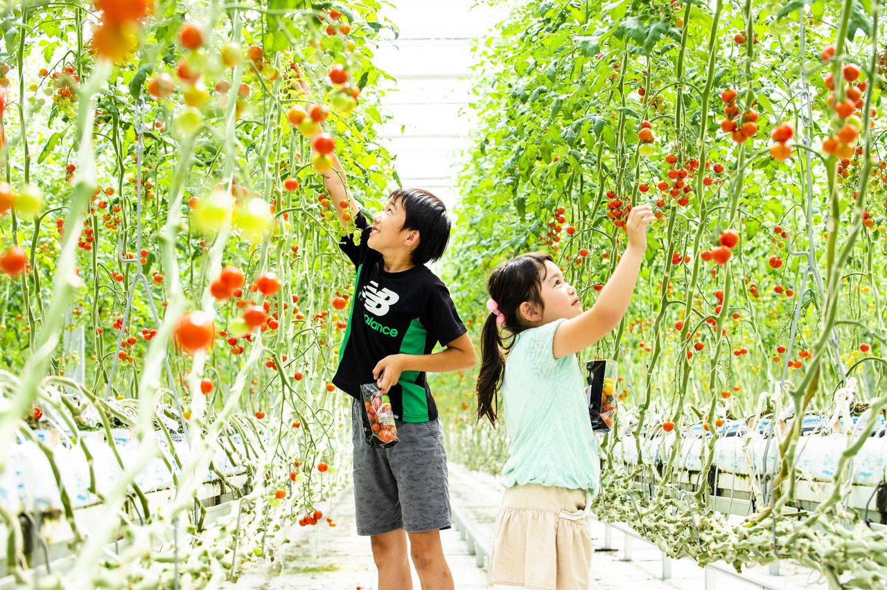 ミニトマト収穫体験 1袋 