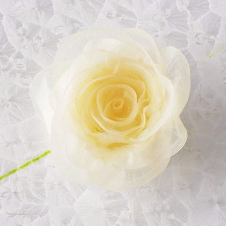 イカとカブの薔薇仕立て