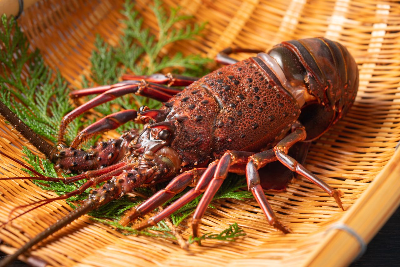 [Includes matcha tea in the tea room] [Sushi and one spiny lobster per person] "Spiny Lobster + Sushi OMAKASE Course"