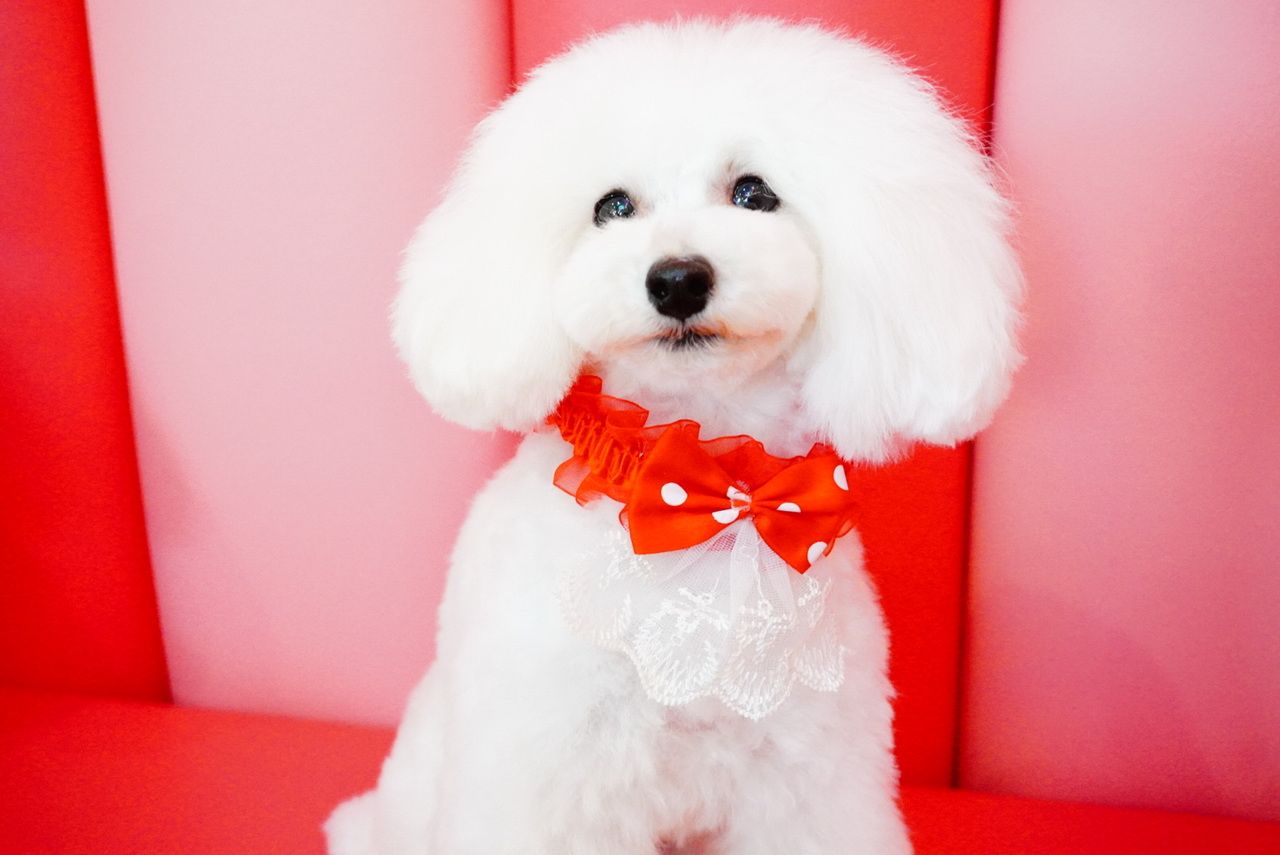 Weekdays only⭐︎Repeat customer course (1 hour)