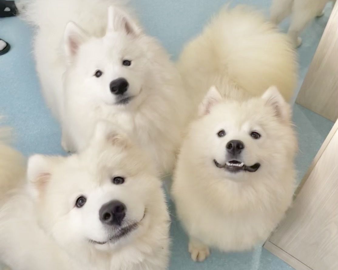 From April 1st onwards: Weekends and public holidays - Regular ticket (50 minutes)