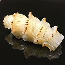 30周年記念　期間限定　昼　お鮨のおまかせ（お鮨12カン～/味噌汁）