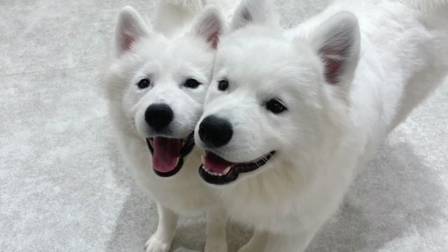 Samoyed Cafe Al Yokohama Chinatown ten