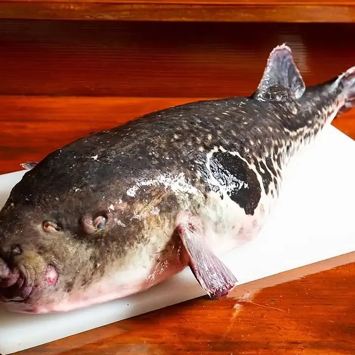 Fugu Taishou Ishimatsu