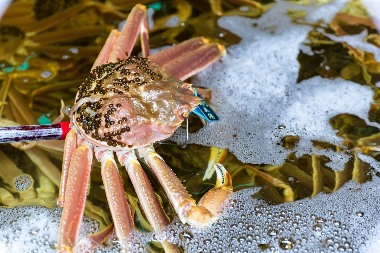 Chef's Special Course with Kanō Crab and Kōbako Crab (Manjū Crab) — for parties of 2 or more, available Nov 8–Jan 25.