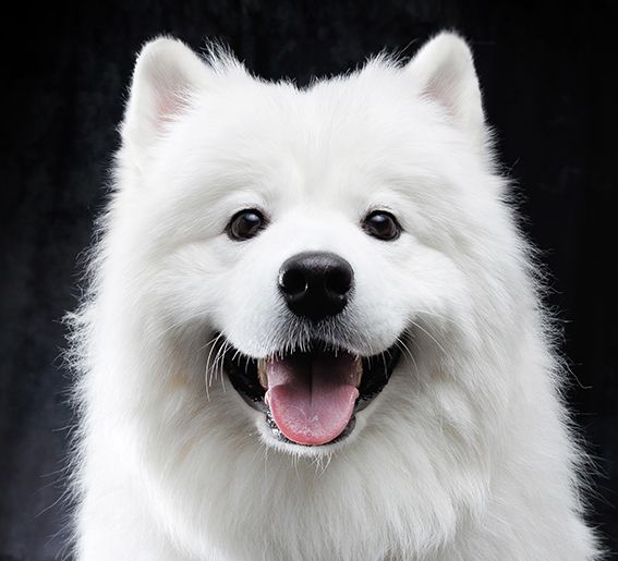 预订（周六、周日和节假日）