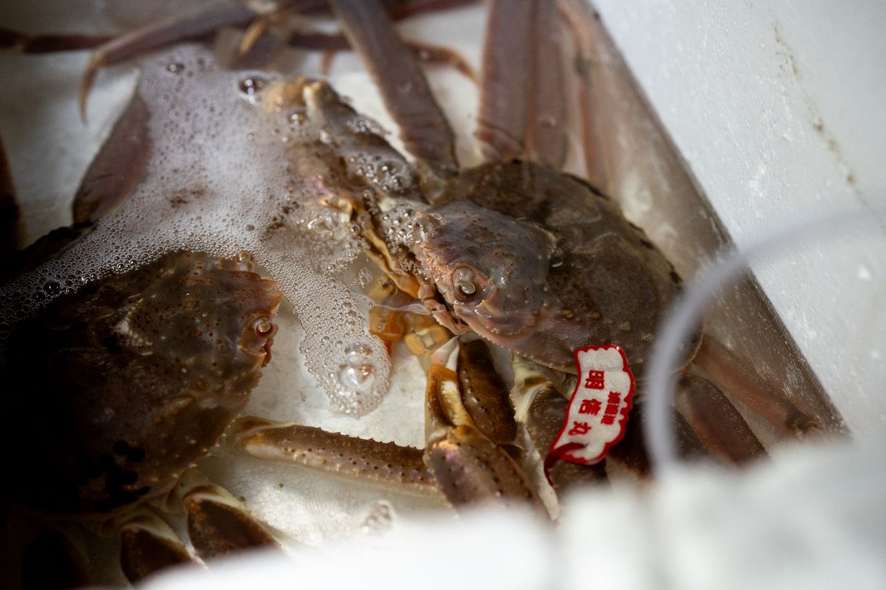 활기 마츠바게게 코스