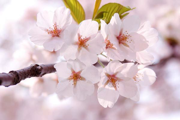 ランチ目黒川”桜”コース＋乾杯ドリンク付き