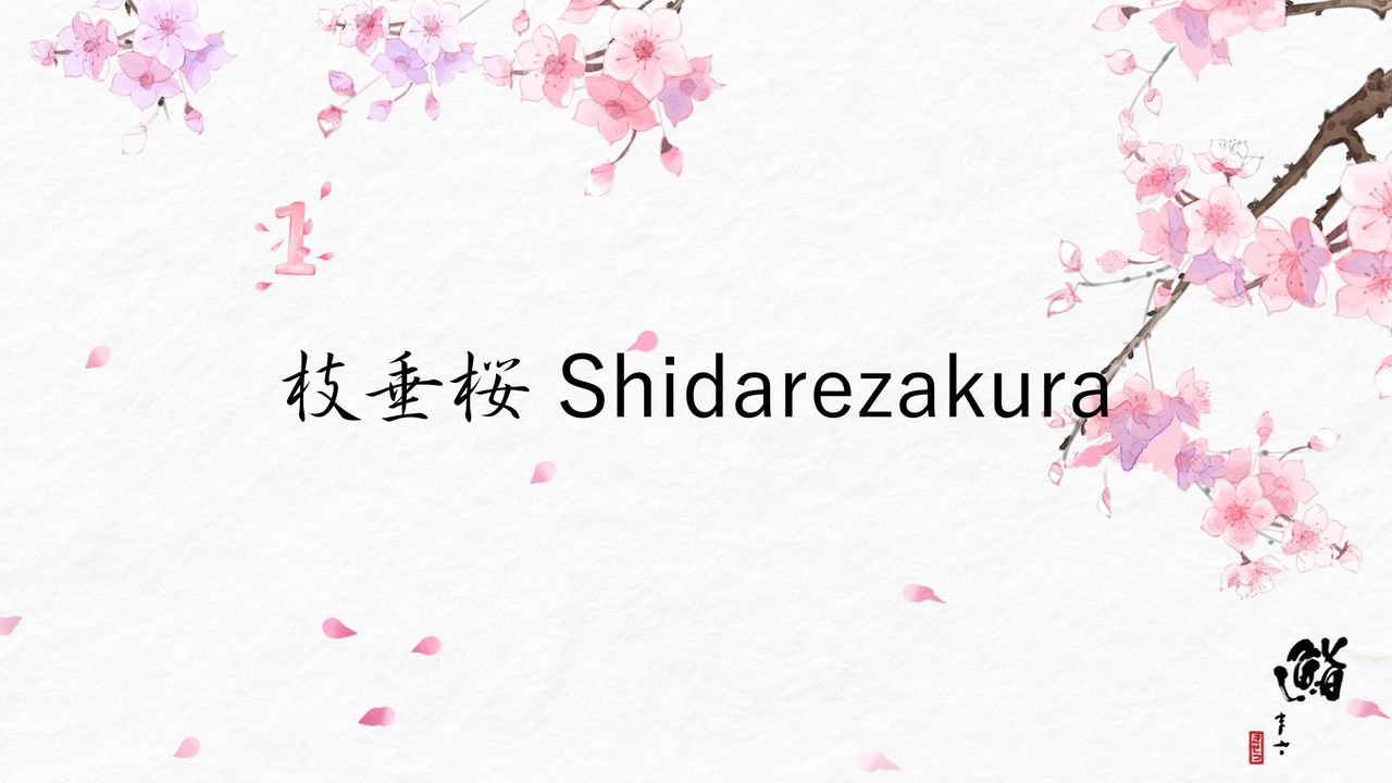 枝垂桜 Shidarezakura