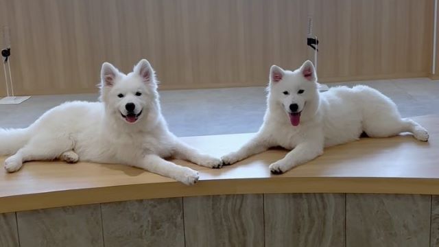Samoyed Cafe Al Yokohama Chinatown ten