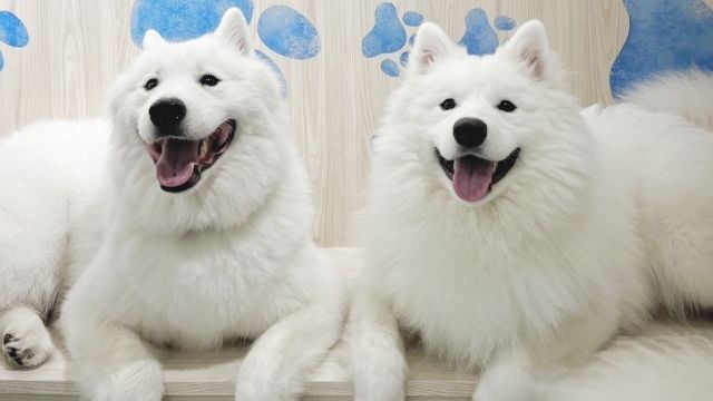 Samoyed Cafe Al Kawagoe