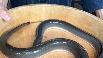 갓 갓 구운 장어 (흰 구이 포함) 하자 걸 쌀 사용