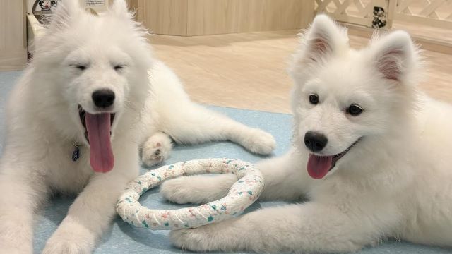 Samoyed Cafe Al Asakusa