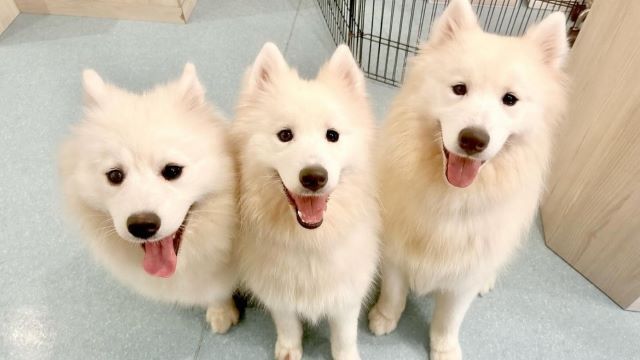 サモエドカフェアル大阪北堀江店