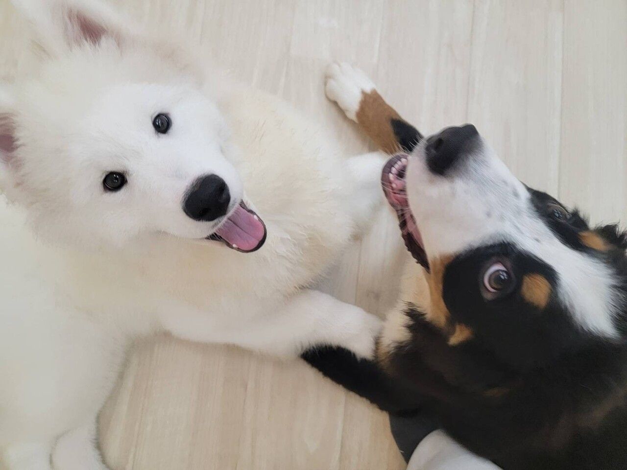 【土】癒しのふたもふコース（120分）