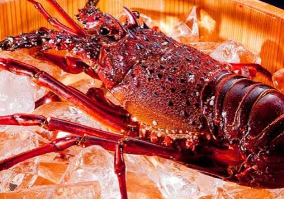 アラマンダ開業20周年記念　第二弾　琉美 -RYUBI-