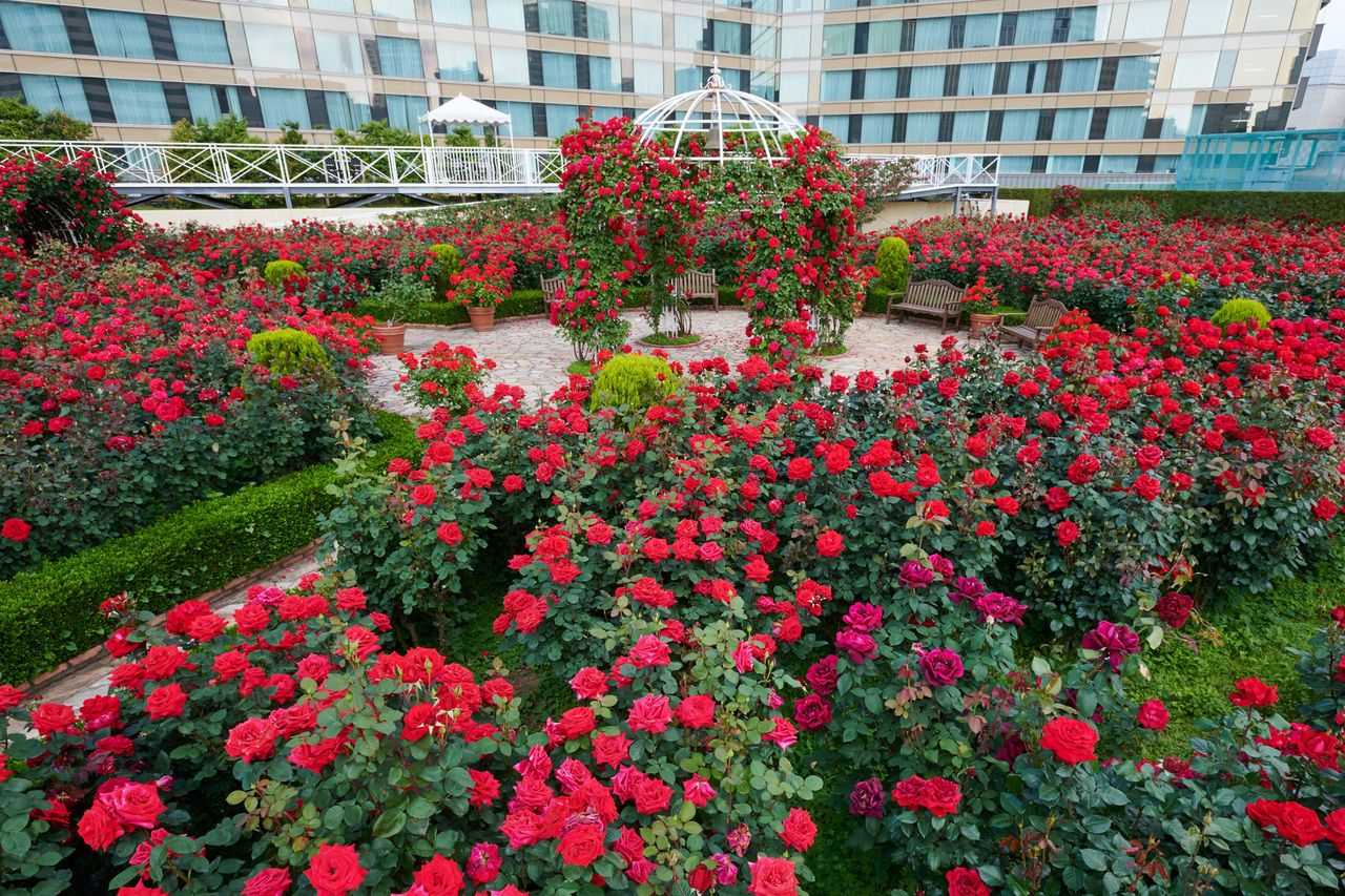 【平日限定】Red Rose Garden入場券付きNAKAJIMAランチ