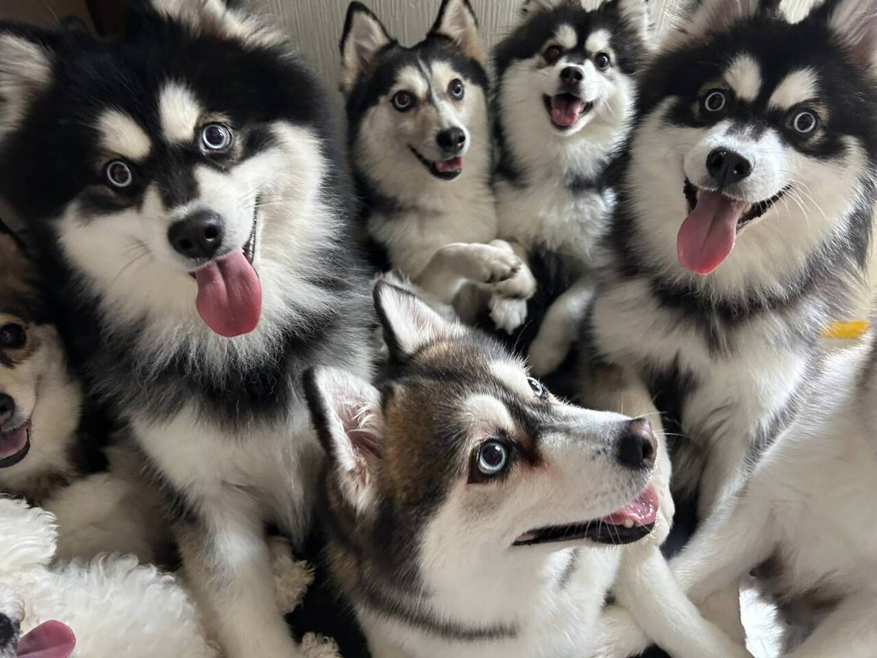 【土日祝】ポミネセット（チケット、おやつ1個、チェキ1枚　1時間完全入替制）