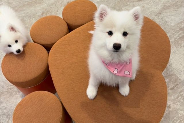 SAMOYED PARK Fukuoka Tenjin store - Restaurant Guide