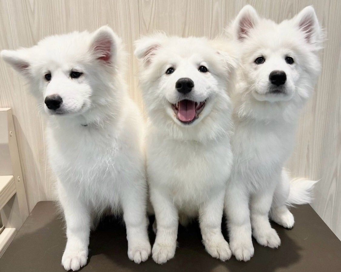 Samoyed Cafe Al Machida - Restaurant Guide - TableCheck