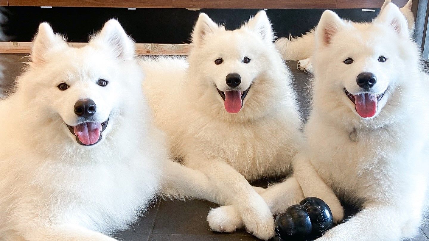 Samoyed Cafe Al Sendai - ការណែនាំពហតមាន - TableCheck