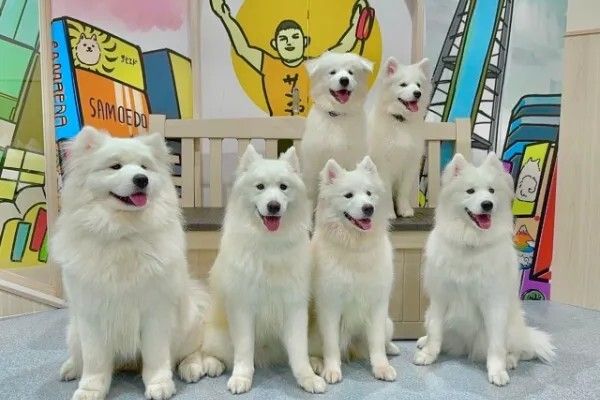 おいもちゃん 中古 100% Slendale Tokyo Cho! Samoyed Tsutenkaku store - Restaurant Guide - TableCheck