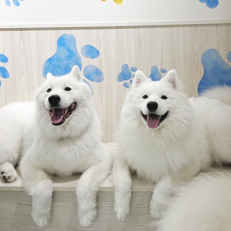 Samoyed Cafe Al Kawagoe - Restaurant Guide - TableCheck