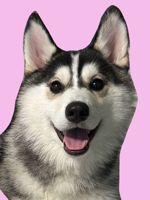 HUSKY CAFE TOKYO - Panduan Restoran - TableCheck